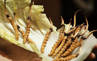 鮮冬蟲夏草能泡藥酒嗎？一文解鎖滋補新方式