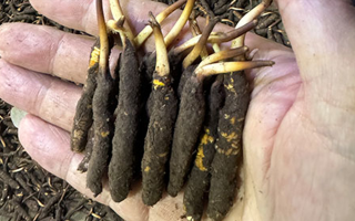 3000 條蟲草一克是幾只？深入解析蟲草規(guī)格與重量關(guān)系? ? ? ?