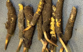 野生冬蟲夏草一斤多少錢？多維度價(jià)格解析