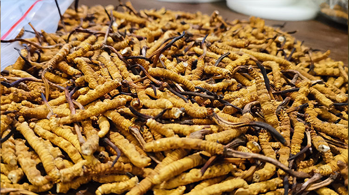 <a href=http://m.cw298.com/ target=_blank class=infotextkey>冬蟲夏草</a>市場價格解碼：從黃金克價到價值迷霧