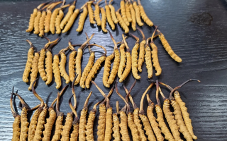 冬蟲夏草是如何形成的？揭秘"軟黃金"的誕生之謎?