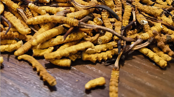 斷的冬蟲(chóng)夏草有效果嗎？一文揭開(kāi)真相