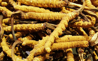 冬蟲(chóng)夏草價(jià)格揭秘：影響因素與市場(chǎng)行情