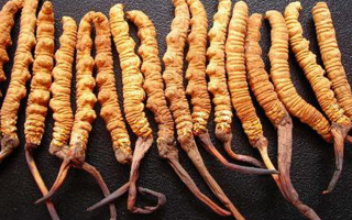 純野生冬蟲夏草多少錢一克？價格背后的秘密?