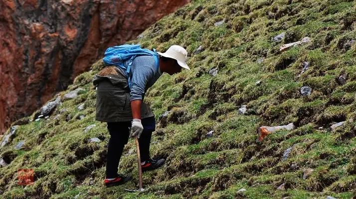 冬蟲夏草什么時(shí)候采挖？最佳采挖時(shí)節(jié)與科學(xué)依據(jù)