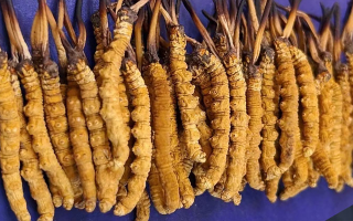 野生冬蟲夏草價格多少一斤？市場行情與價格影響因素解析