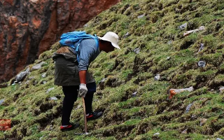 冬蟲夏草什么時(shí)候采挖？最佳采挖時(shí)節(jié)與科學(xué)依據(jù)