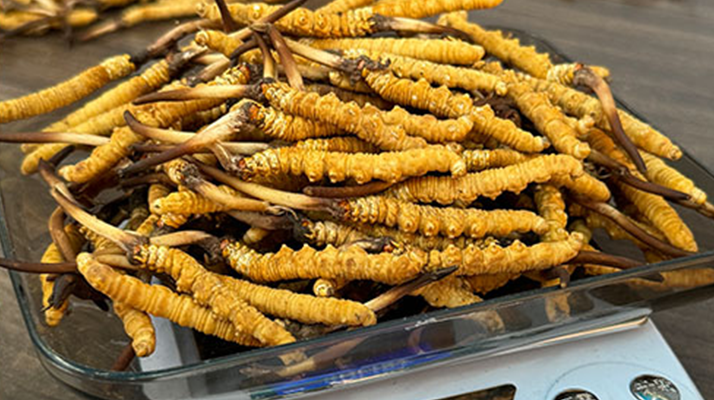 蟲(chóng)草是怎么長(zhǎng)出來(lái)的