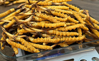 蟲(chóng)草是怎么長(zhǎng)出來(lái)的