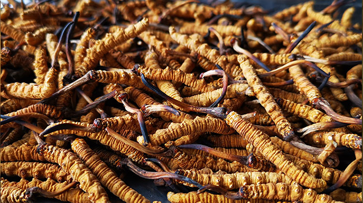 純野生冬蟲夏草價格解密：天價背后的價值邏輯