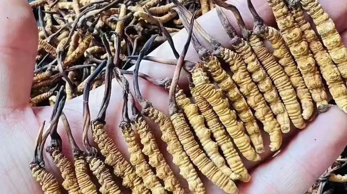冬蟲夏草的藥用價值：傳統(tǒng)智慧與現(xiàn)代科學(xué)的雙重印證?