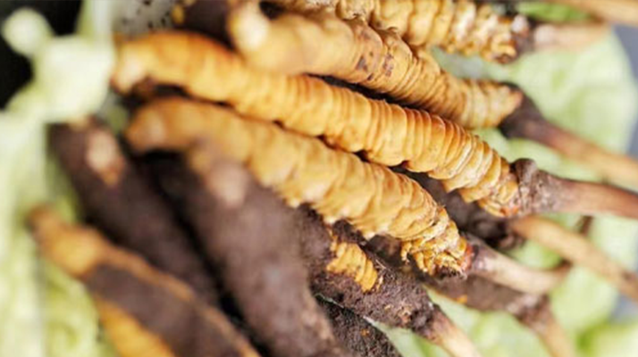 什么季節(jié)挖<a href=http://m.cw298.com/xinxian/ target=_blank class=infotextkey>新<a href=http://m.cw298.com/xinxian/ target=_blank class=infotextkey>鮮冬蟲夏草</a></a>？把握黃金采挖期