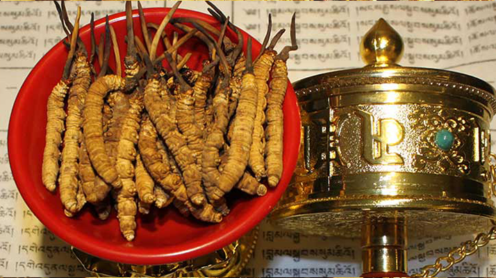 <a href=http://m.cw298.com/gongxiao/ target=_blank class=infotextkey><a href=http://m.cw298.com/gongxiao/ target=_blank class=infotextkey><a href=http://m.cw298.com/yangsheng/ target=_blank class=infotextkey>冬蟲夏草的功效</a></a></a>解析：傳統(tǒng)珍寶的現(xiàn)代價(jià)值