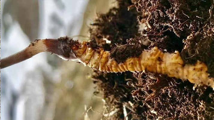 探秘純天然野生新鮮冬蟲(chóng)夏草：滋補(bǔ)珍品的自然饋贈(zèng)