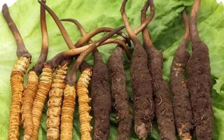 吃新鮮冬蟲夏草后拉肚子？原因與應(yīng)對方法解析