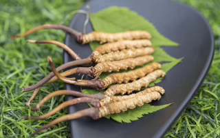 新鮮松茸冬蟲夏草怎么吃？滋補(bǔ)雙珍的美味搭配指南