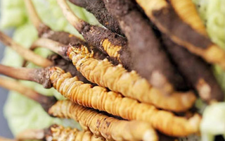 鮮享蟲(chóng)草：家常烹飪中的滋補(bǔ)秘訣