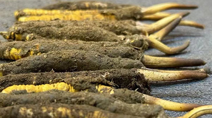 新鮮冬蟲(chóng)夏草可以泡水喝嗎？正確方法與功效解析