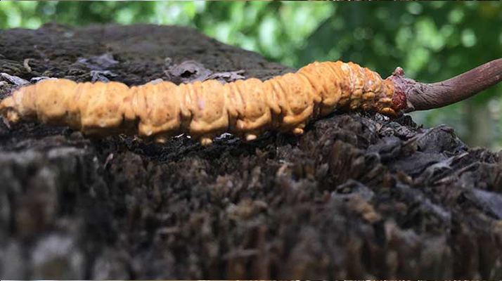 冬蟲夏草泡酒時(shí)長指南：靜待藥效沉淀的科學(xué)