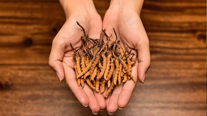 冬蟲夏草最佳搭配指南：科學(xué)配伍發(fā)揮滋補(bǔ)效能