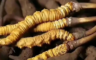 鮮享自然饋贈(zèng)：種植鮮冬蟲(chóng)夏草的科學(xué)食用指南