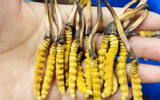 冰鮮冬蟲夏草能吃嗎？科學(xué)解讀與食用指南