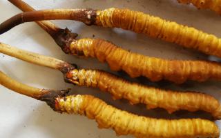 冬蟲夏草燉鮮鮑排骨湯：秋冬滋補(bǔ)的養(yǎng)生佳品