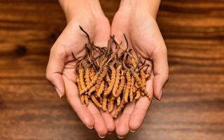 冬蟲夏草：獨特的蟲菌復合體品種