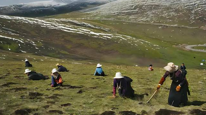 西藏鮮冬蟲(chóng)夏草<a href=http://m.cw298.com/ target=_blank class=infotextkey><a href=http://m.cw298.com/s/nqcc/ target=_blank class=infotextkey>那曲蟲(chóng)草</a></a>