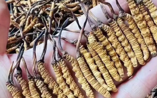 冬蟲夏草價格解析：一斤究竟多少錢？