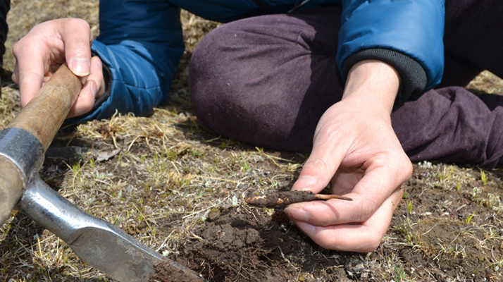 怎樣鑒別<a href=http://m.cw298.com/tag/6.html target=_blank class=infotextkey>冬蟲夏草的產(chǎn)地</a>