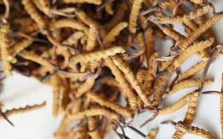 天然冬蟲夏草多少錢一克