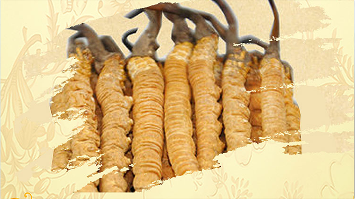 <a href=http://m.cw298.com/ target=_blank class=infotextkey>冬蟲夏草</a>夏天如何保存