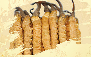 冬蟲夏草夏天如何保存