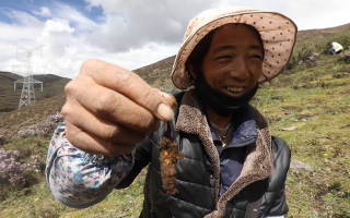 新鮮冬蟲夏草上市時間