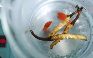 冬蟲夏草一天長多少株正常？揭開“靈芝之王”的成長秘密