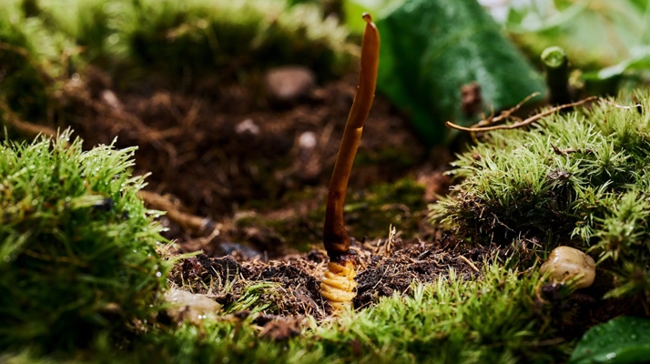 正宗那曲<a href=http://m.cw298.com/xinxian/ target=_blank class=infotextkey>新<a href=http://m.cw298.com/xinxian/ target=_blank class=infotextkey>鮮冬蟲夏草價(jià)格</a></a>