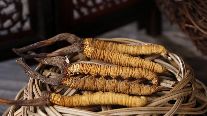 新鮮<a href=http://m.cw298.com/jiage/ target=_blank class=infotextkey>冬蟲夏草的價格</a>一根