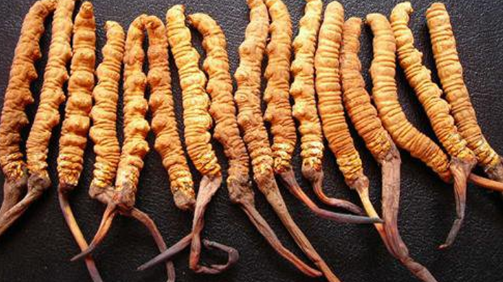 3 克冬蟲夏草大約幾根？一文讀懂規(guī)格與數(shù)量的關系