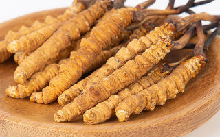 在西藏，冬蟲(chóng)夏草真的觸手可得？