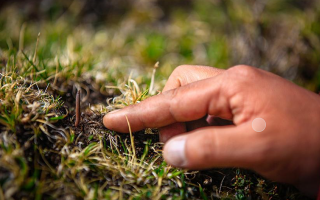 冬蟲夏草怎么找？自然采挖與市場獲取全指南