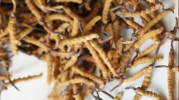 冬蟲夏草能打粉服用嗎？科學(xué)操作與服用指南