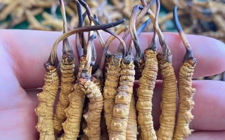 冬蟲夏草等級怎么辨別？專業(yè)指南教你識別優(yōu)劣真?zhèn)?> </div>
            <div   id=