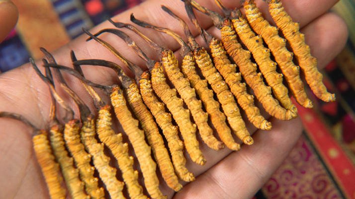 冬蟲夏草幾年保質(zhì)期？不同形態(tài)與儲(chǔ)存方式影響詳解