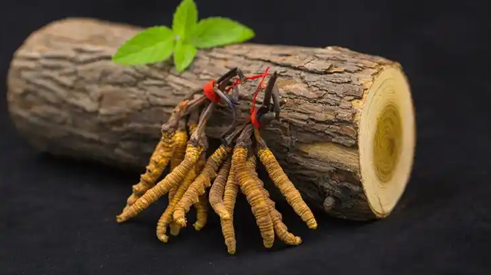 冬蟲夏草一開始長什么樣？從幼蟲到蟲草雛形的生長歷程