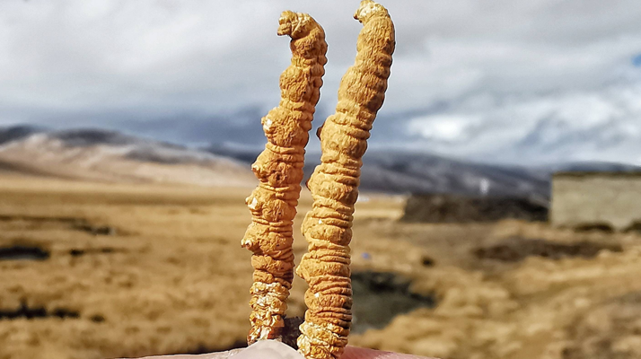 冬蟲夏草干了之后什么樣？