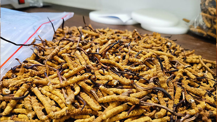 冬蟲夏草：泡水喝還是煮一下？兩種食用方式的全面對比