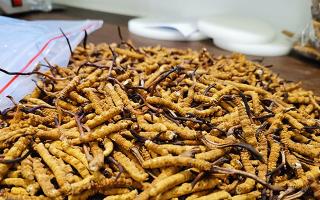 冬蟲夏草：泡水喝還是煮一下？兩種食用方式的全面對比