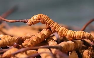 冬蟲(chóng)夏草泡酒全攻略：所需材料、選材標(biāo)準(zhǔn)與準(zhǔn)備指南