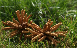 冬蟲夏草水煮燉多久才合適？精準(zhǔn)把控時(shí)長(zhǎng)的科學(xué)指南